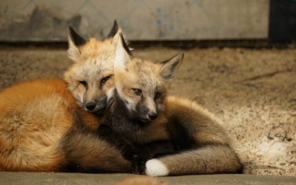 日本貓狗兔仔狐狸天鵝動物島的藏王狐狸村的狐狸相依偎