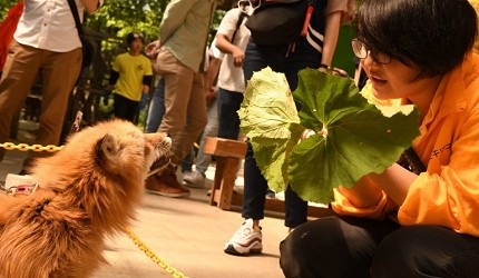 日本貓狗兔仔狐狸天鵝動物島的藏王狐狸村內可讓遊客近距離接觸狐狸