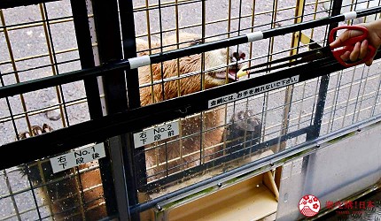 靜岡景點親子遊推薦富士野生動物園叢林巴士餵野生動物