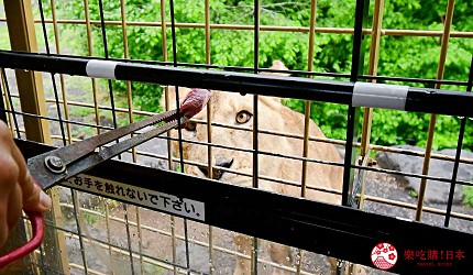 靜岡景點親子遊推薦富士野生動物園叢林巴士餵野生動物