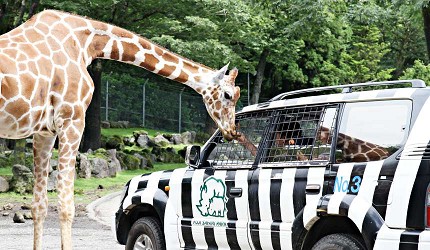 靜岡景點親子遊推薦富士野生動物園野生動物區導航車（ナビゲーションカー）