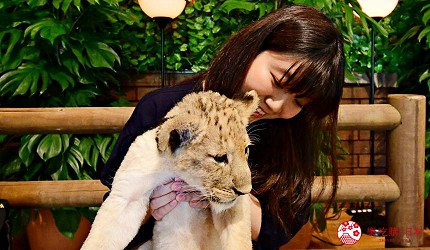 靜岡景點親子遊推薦富士野生動物園期間限定活動餵小獅子