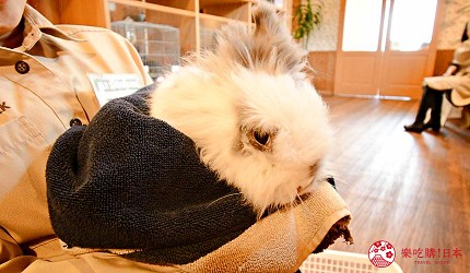 靜岡景點親子遊推薦富士野生動物園兔子館裡的兔子