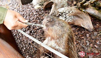 靜岡景點親子遊推薦富士野生動物園餵食非洲冕豪豬
