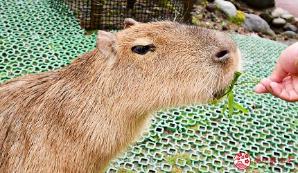 靜岡景點親子遊推薦富士野生動物園裡的水豚