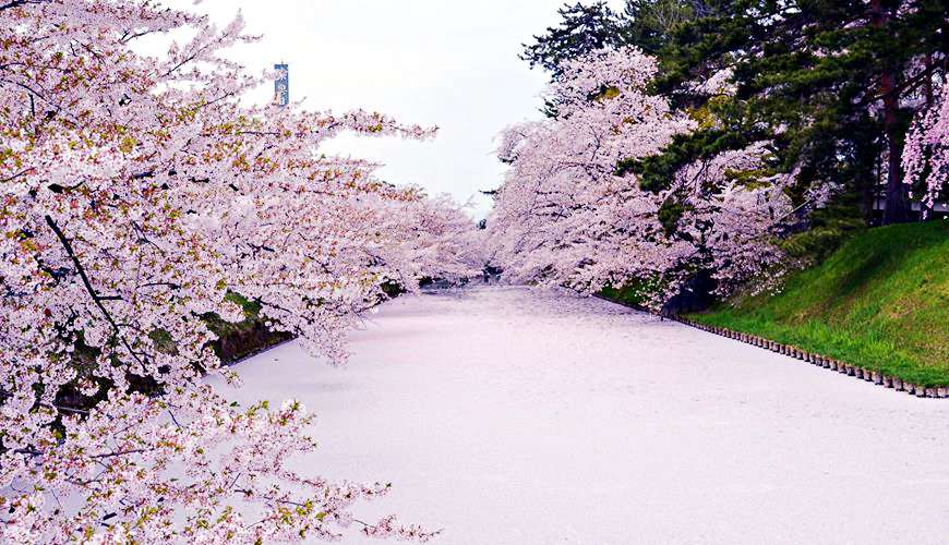 日本青森弘前不只睡魔祭！絕美櫻花粉紅河、紅葉點燈必去四大祭典總整理
