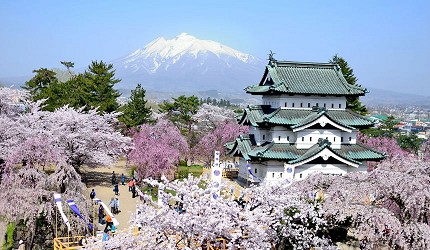 日本青森弘前的弘前城櫻花美景