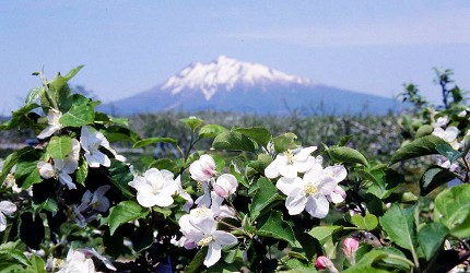 日本青森弘前的蘋果花祭（弘前りんご花まつり）之一