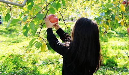 日本青森弘前的採蘋果體驗（りんご収穫体験）照片