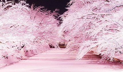 日本青森弘前的冬季點燈活動（冬のライトアップ）照片