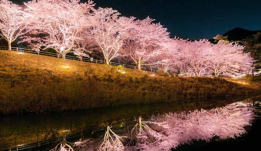 京都「美山茅草屋之鄉」沿著美山川沿岸盛開的春之櫻