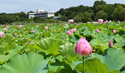 東京自由行上野景點上野恩賜公園不忍池蓮花