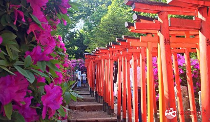 東京自由行上野景點根津神社杜鵑花季