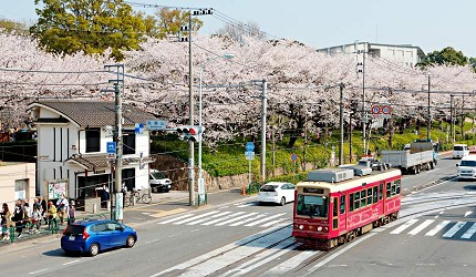 東京自由行賞櫻私藏櫻花景點都電荒川線路面電車飛鳥山公園