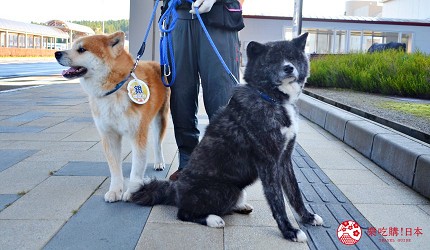 秋田縣大館市在大館能代機場迎接旅客的秋田犬