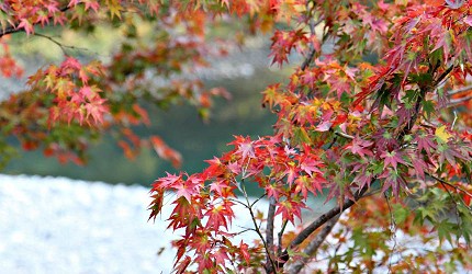 御嶽御岳山奧多摩湖賞楓紅葉散步一日遊