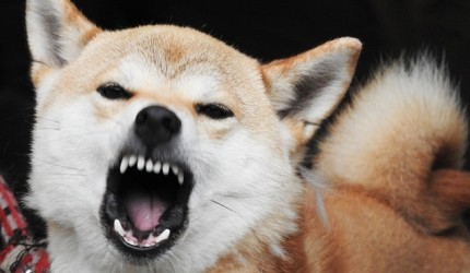 日文裡面10個常用日本諺語教學《動物篇》：狗的形象圖