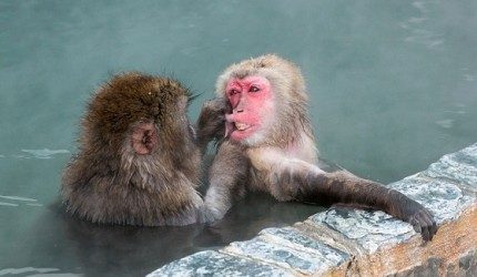 日文裡面10個常用日本諺語教學《動物篇》：猴子形象圖