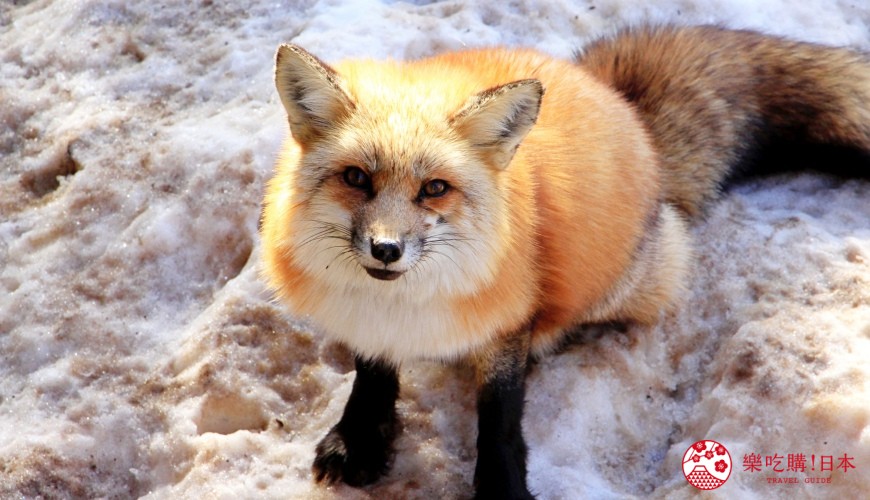 日文裡面10個常用日本諺語教學《動物篇》：狐狸形象圖
