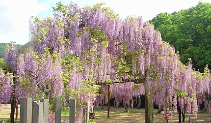 岡山和氣町藤公園紫藤花祭