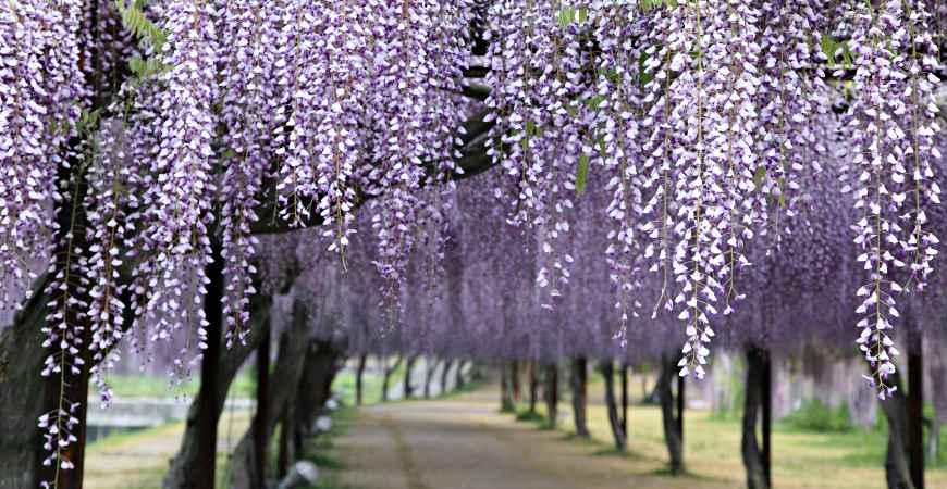 岡山和氣町藤公園紫藤花祭