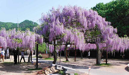 岡山和氣町藤公園紫藤花祭