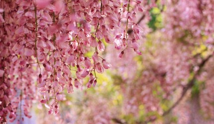 岡山和氣町藤公園紫藤花祭