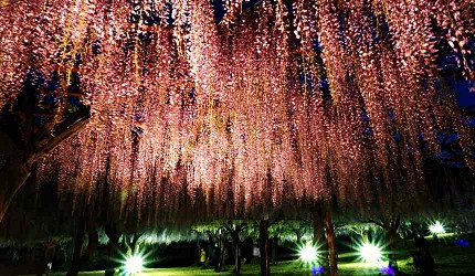 岡山和氣町藤公園紫藤花祭