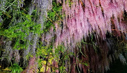 岡山和氣町藤公園紫藤花祭