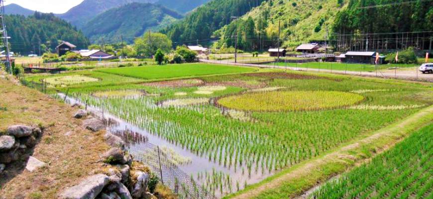 熊野市小又彩繪稻田藝術