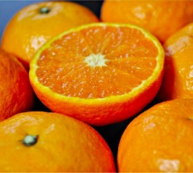 東紀州的條件特別適合柑橘生長