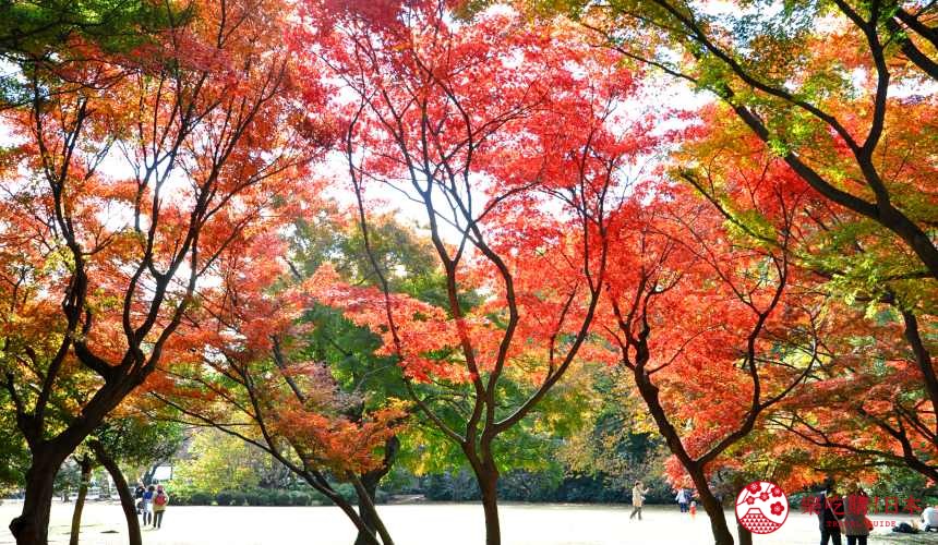 新宿御苑秋天成為賞楓葉銀杏的推薦人氣景點