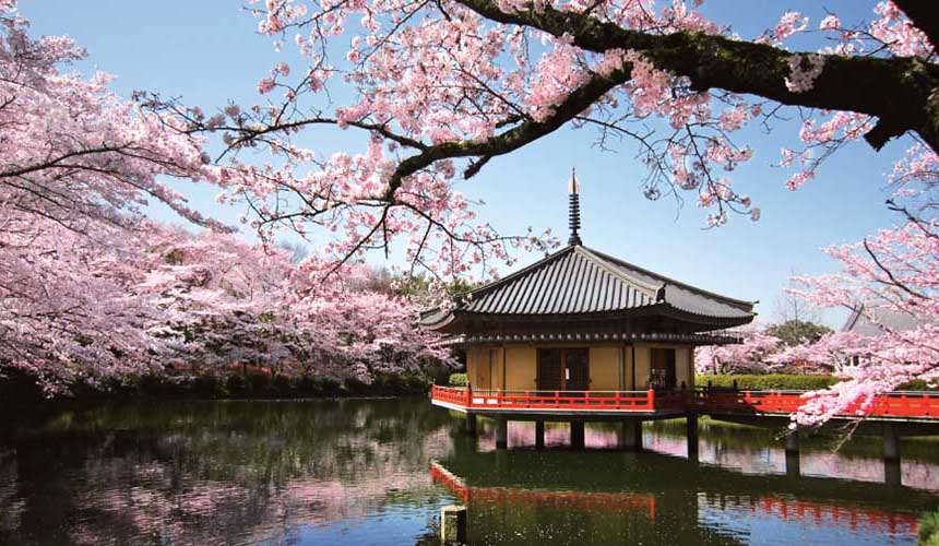奈良日本國寶安倍文殊院櫻花景色