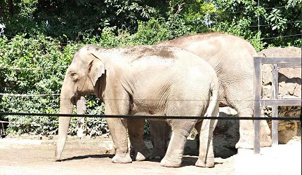 上野動物園