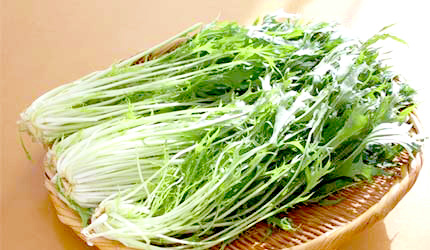 日本蔬菜水菜京野菜