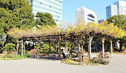 舊芝離宮恩賜庭園的紫藤棚架