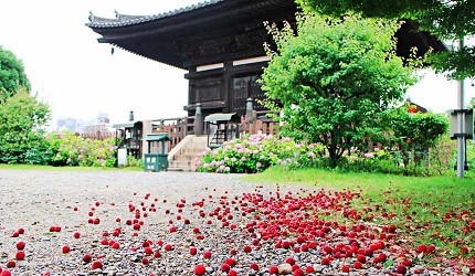 愛染堂勝鬘院