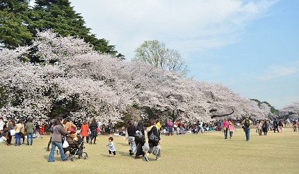日本全國東京自由行旅遊全攻略推薦景點近郊野餐公園新宿御苑