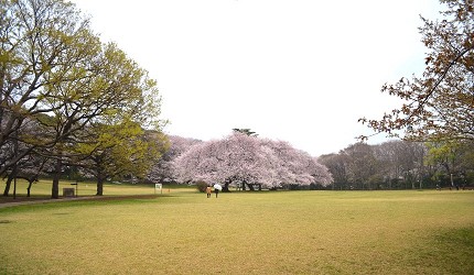 日本全國東京自由行旅遊全攻略推薦景點近郊野餐公園砧公園