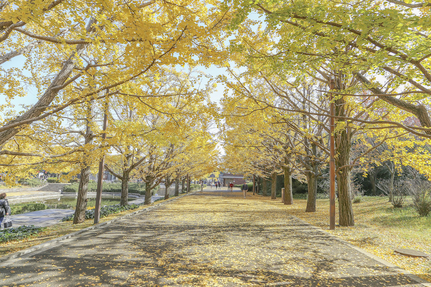 立川昭和公園銀杏大道