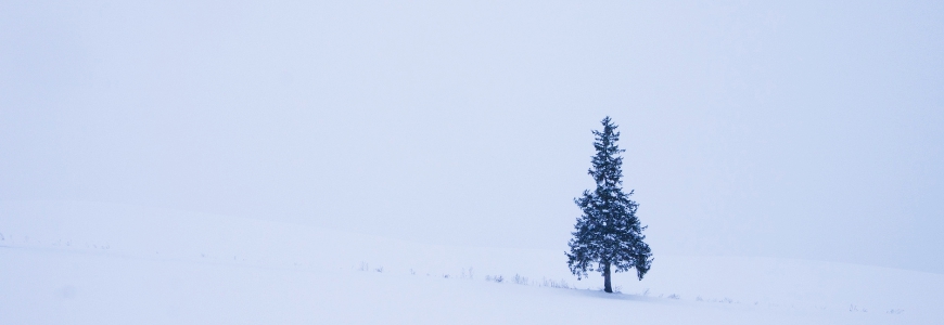 日本北海道自由行富良野美瑛的絕景打卡位彩之丘・聖誕之樹